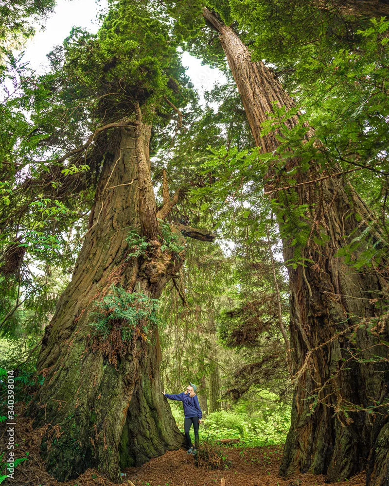 Ancient Trees, Modern Healing: How Humboldt's Redwood Forests Are Becoming Classrooms for Stress Relief