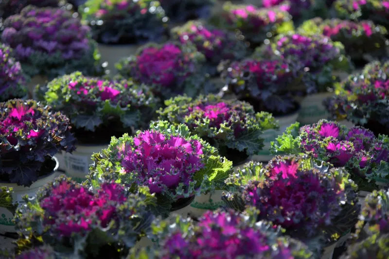 From Fog to Fork: A Beginner's Guide to Growing Healing Foods Through Humboldt's Cold Season